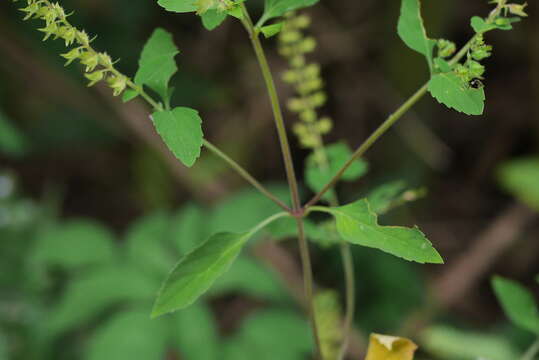 Mosla scabra (Thunb.) C. Y. Wu & H. W. Li resmi