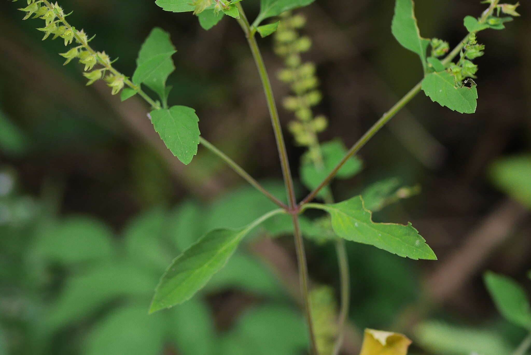 Image of Mosla scabra (Thunb.) C. Y. Wu & H. W. Li