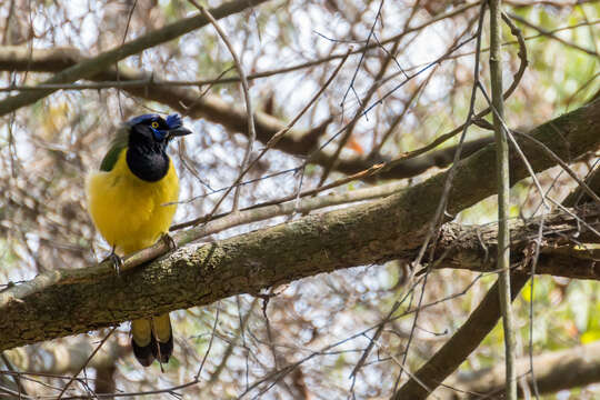 Image of Green Jay