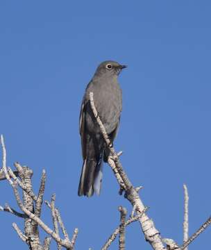 Image of Townsend's Solitaire