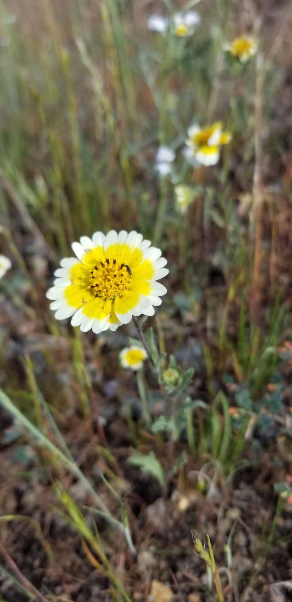 Image of woodland tidytips