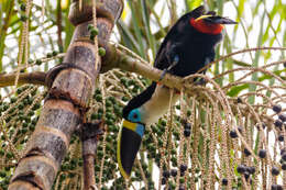 Image of Red-billed Toucan