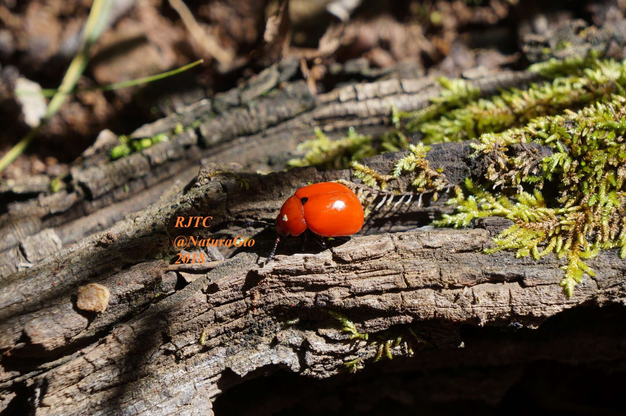 Image of Reddish Potato Beetle