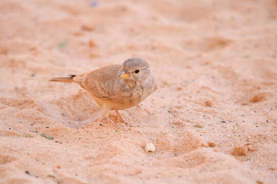 Image of Desert Lark