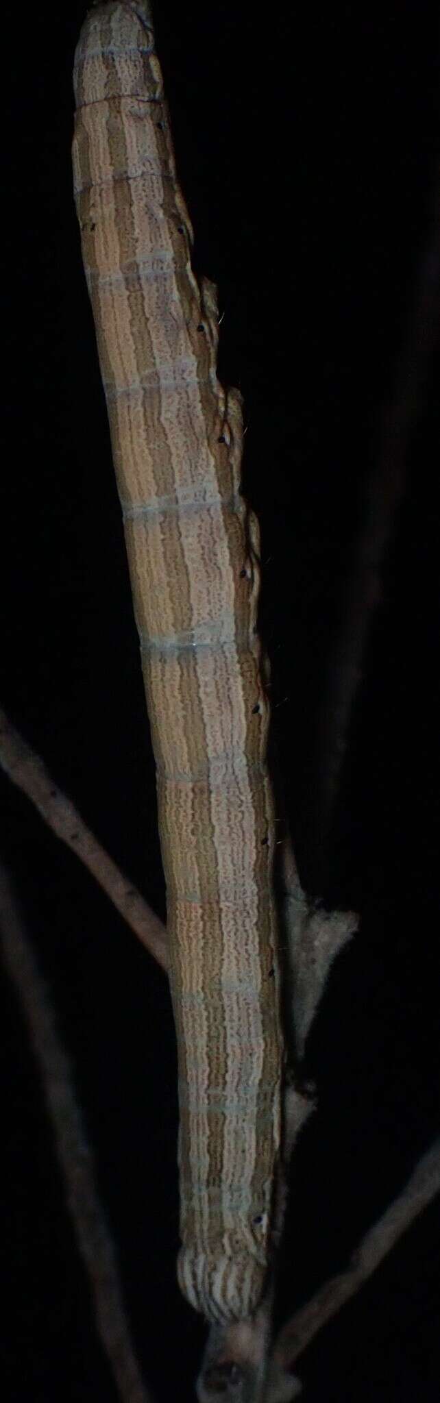 Image of Abbreviated Underwing Moth