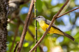 Image of Tropical Kingbird