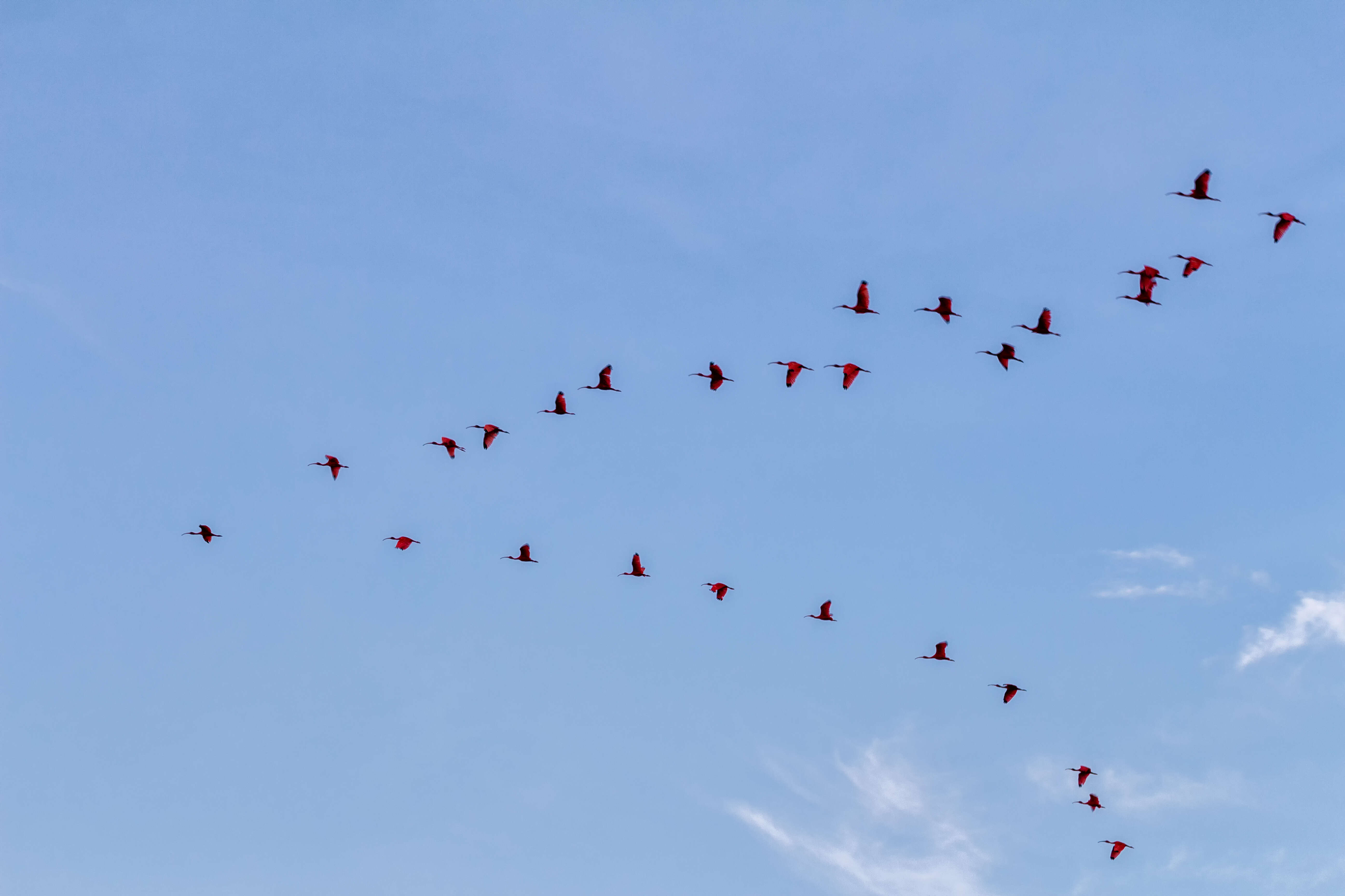 Image of Scarlet Ibis