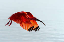 Image of Scarlet Ibis