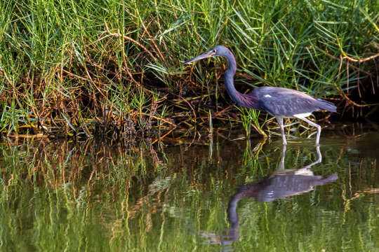 Image de Aigrette tricolore