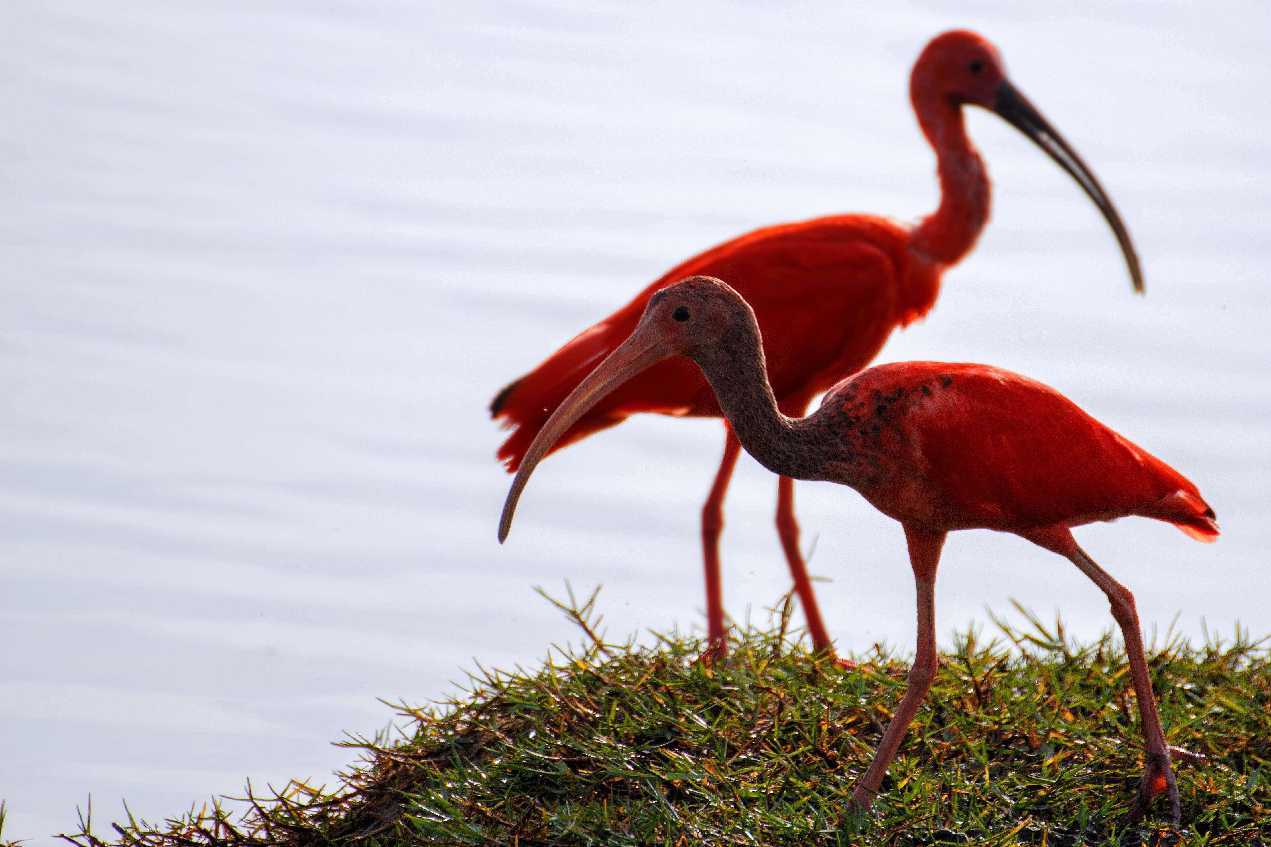 Image of Scarlet Ibis