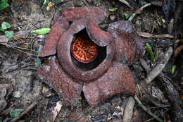 Image of Rafflesia kerrii W. Meijer