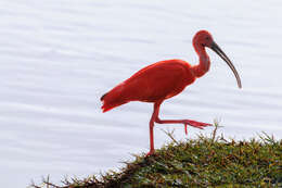 Image of Scarlet Ibis