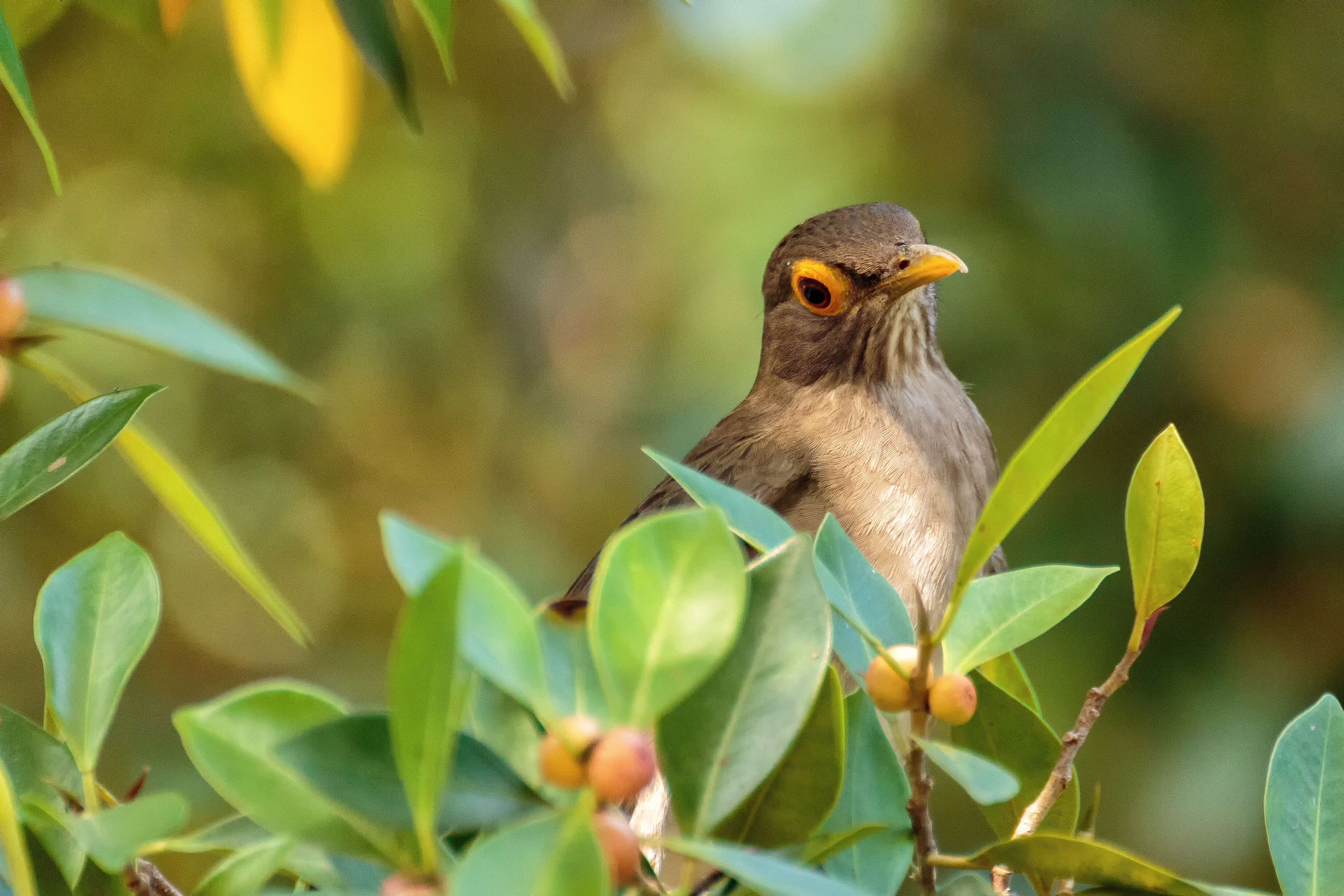 Image of Spectacled Thrush