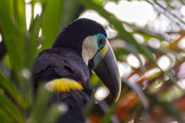 Image of Red-billed Toucan