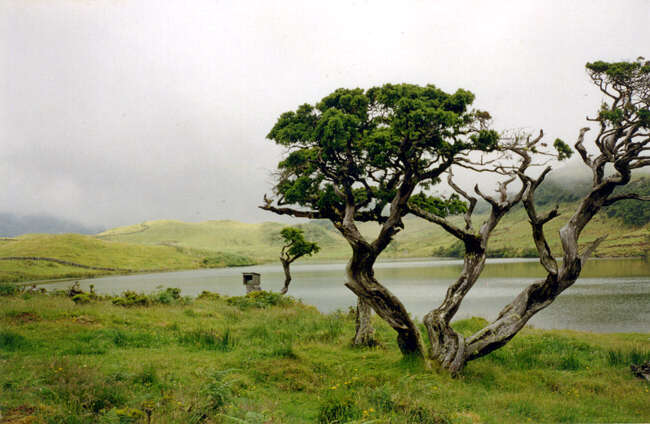 Image of Azores Juniper