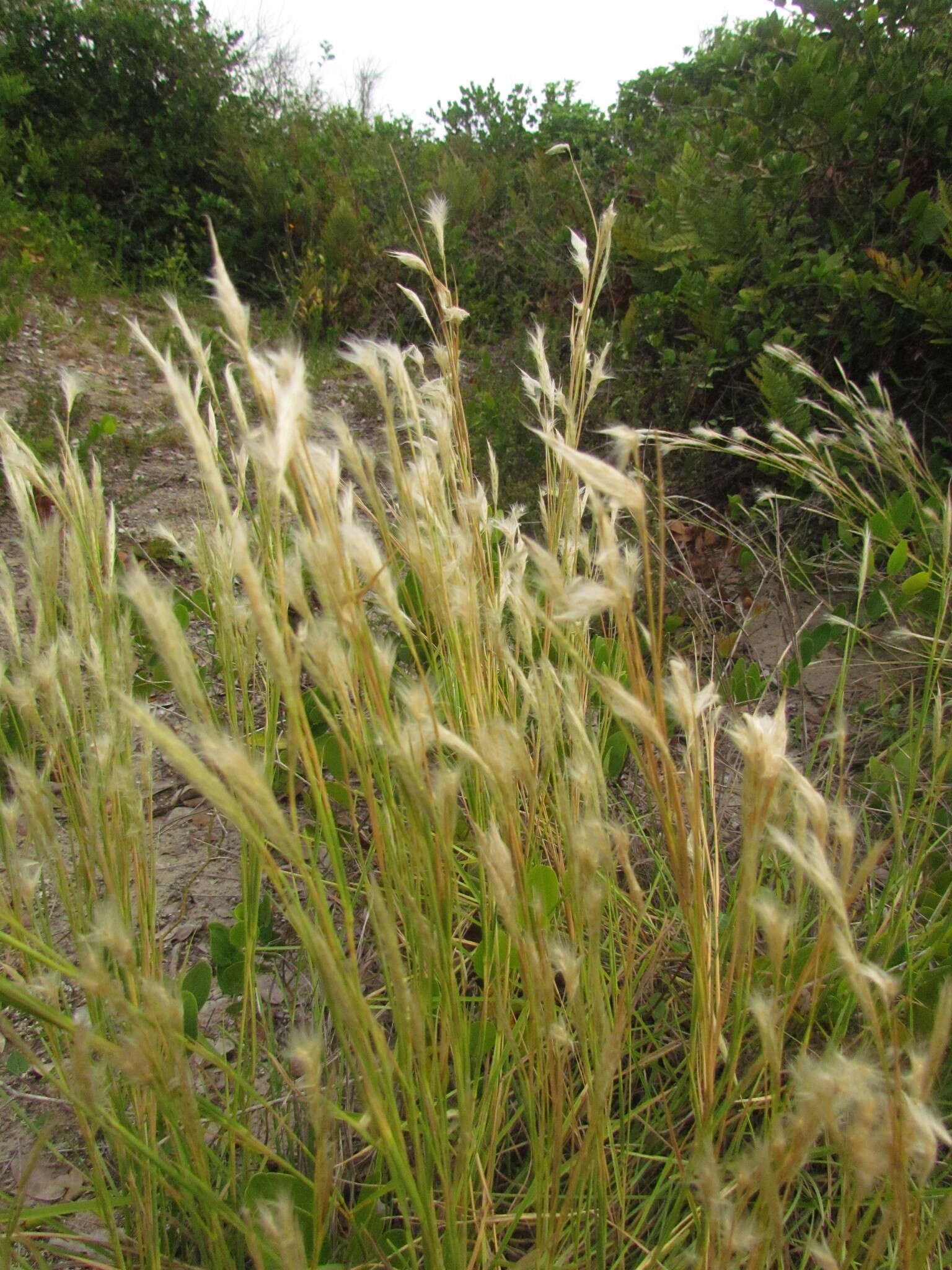 Plancia ëd Andropogon arenarius Hack.