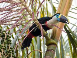 Image of Red-billed Toucan