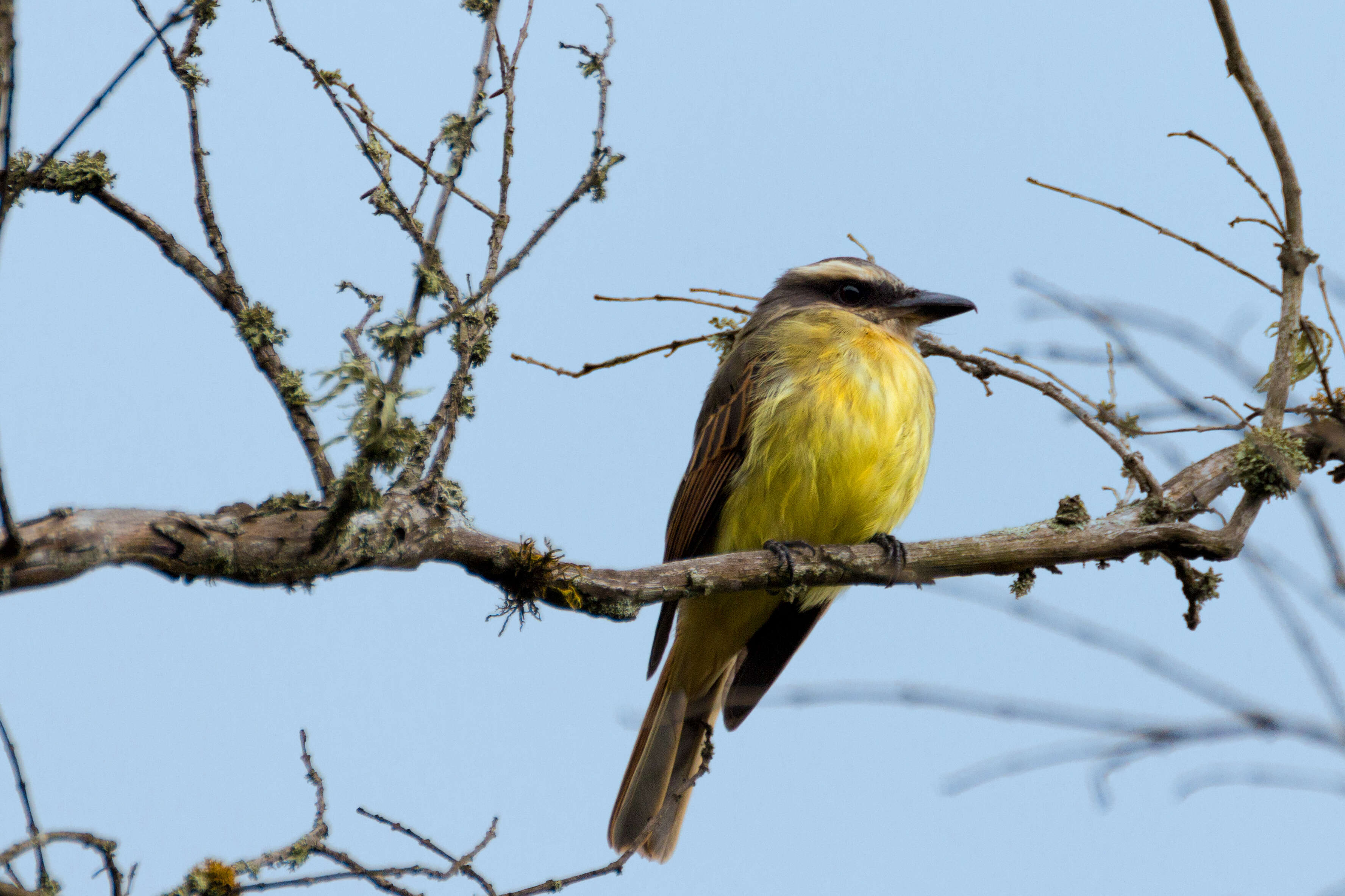 Image of Golden-crowned Flycatcher