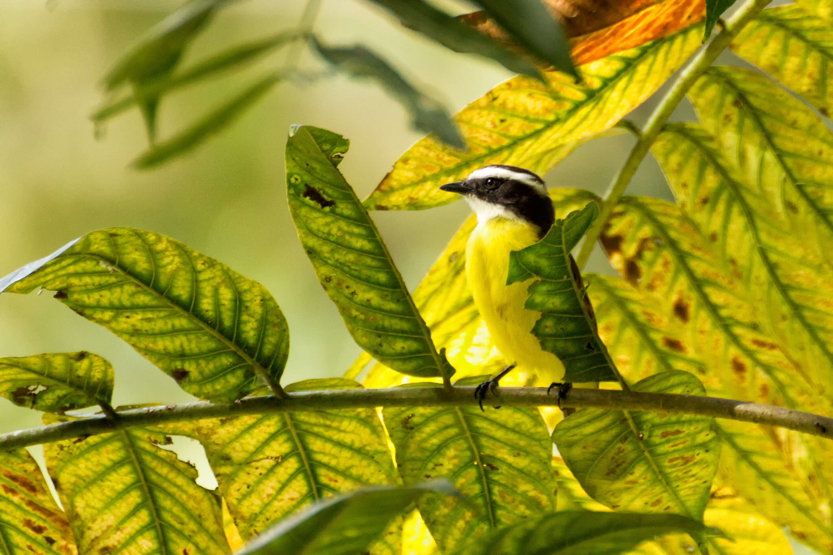 Image of Rusty-margined Flycatcher