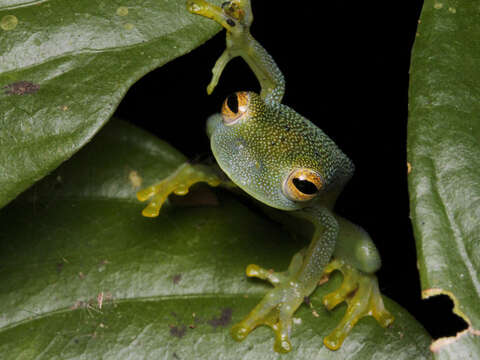 صورة Cochranella granulosa (Taylor 1949)