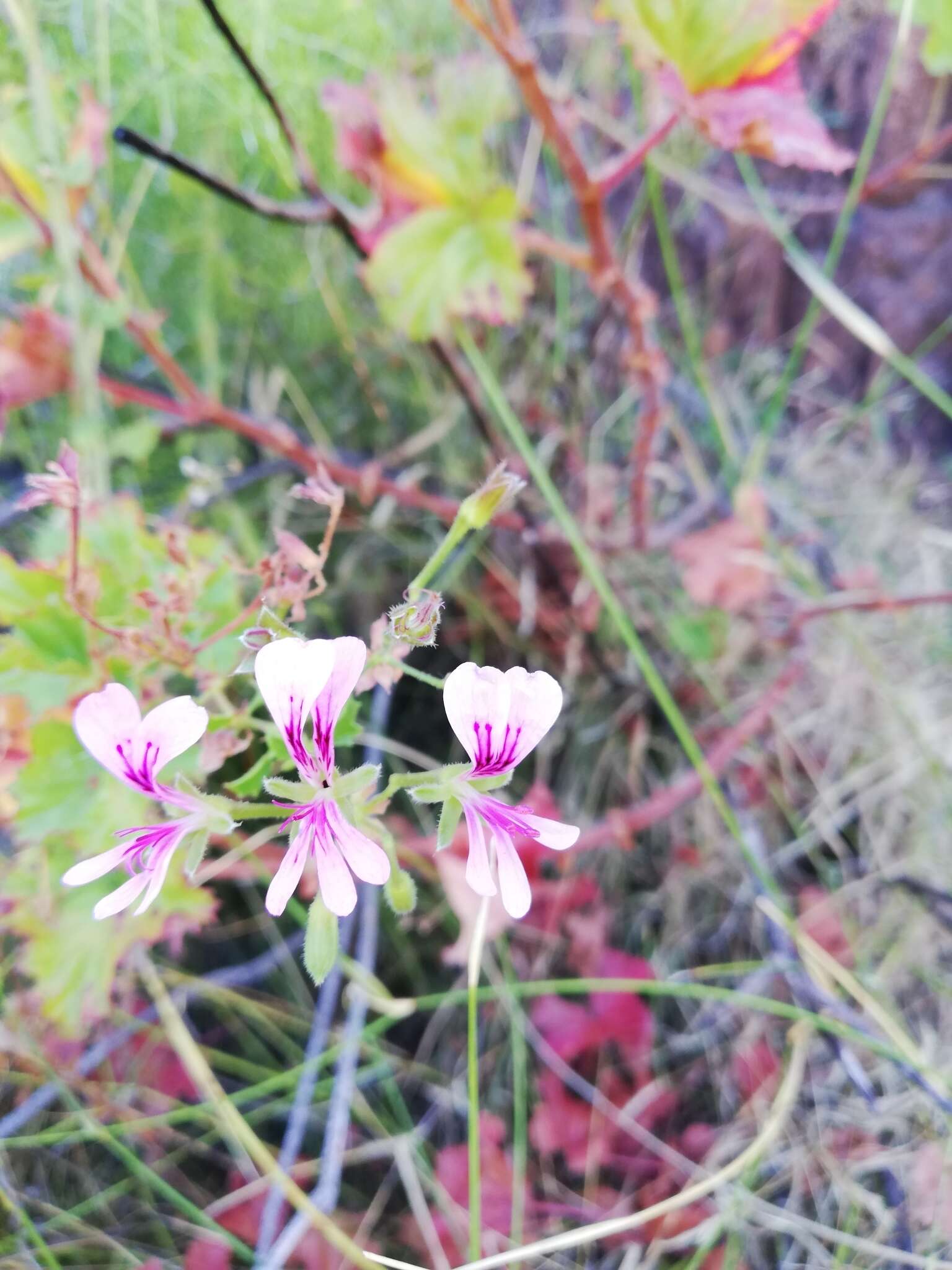 Image of Pelargonium sublignosum Knuth