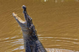 Image of Common Caiman