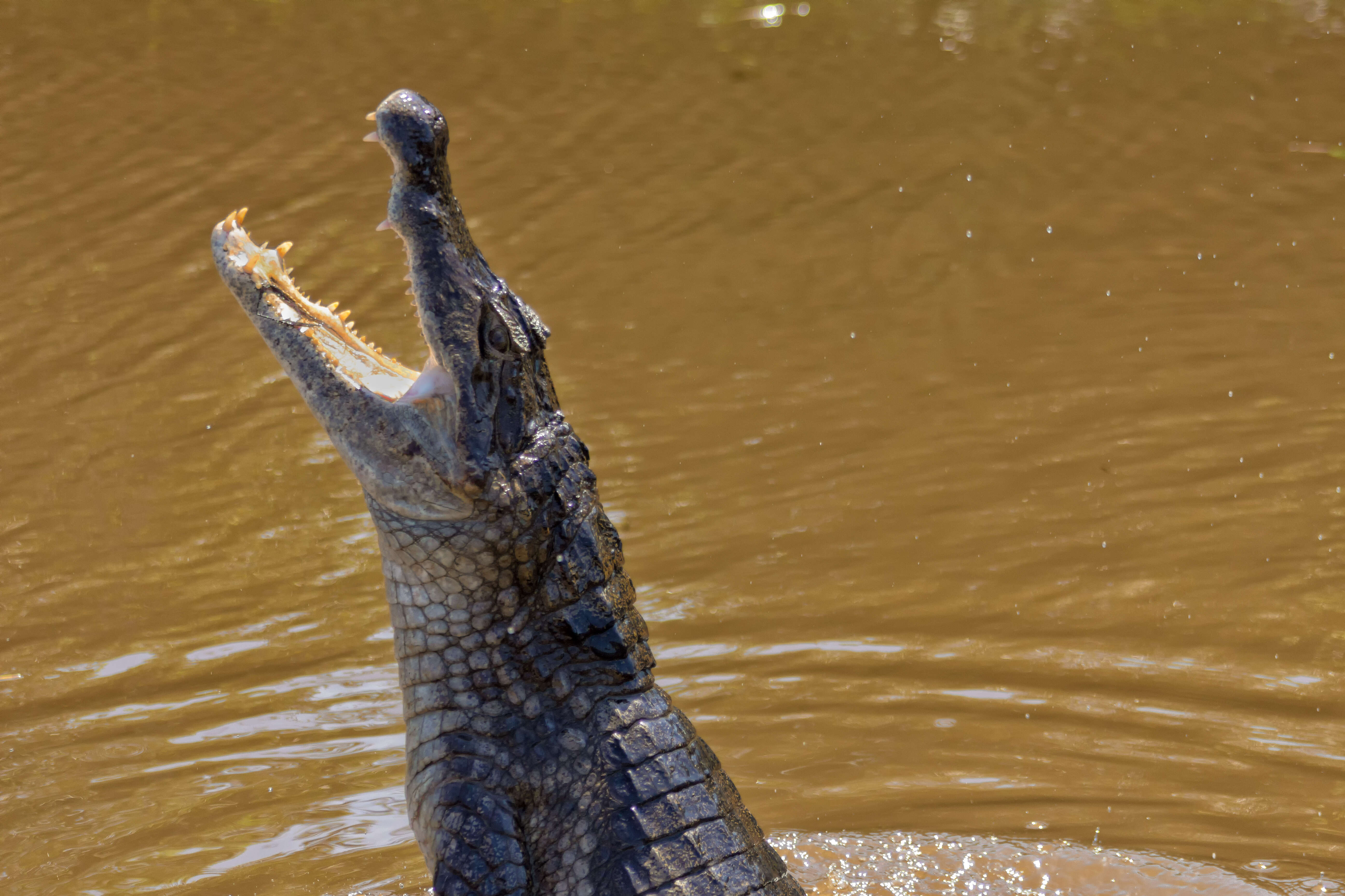 Image of Common Caiman