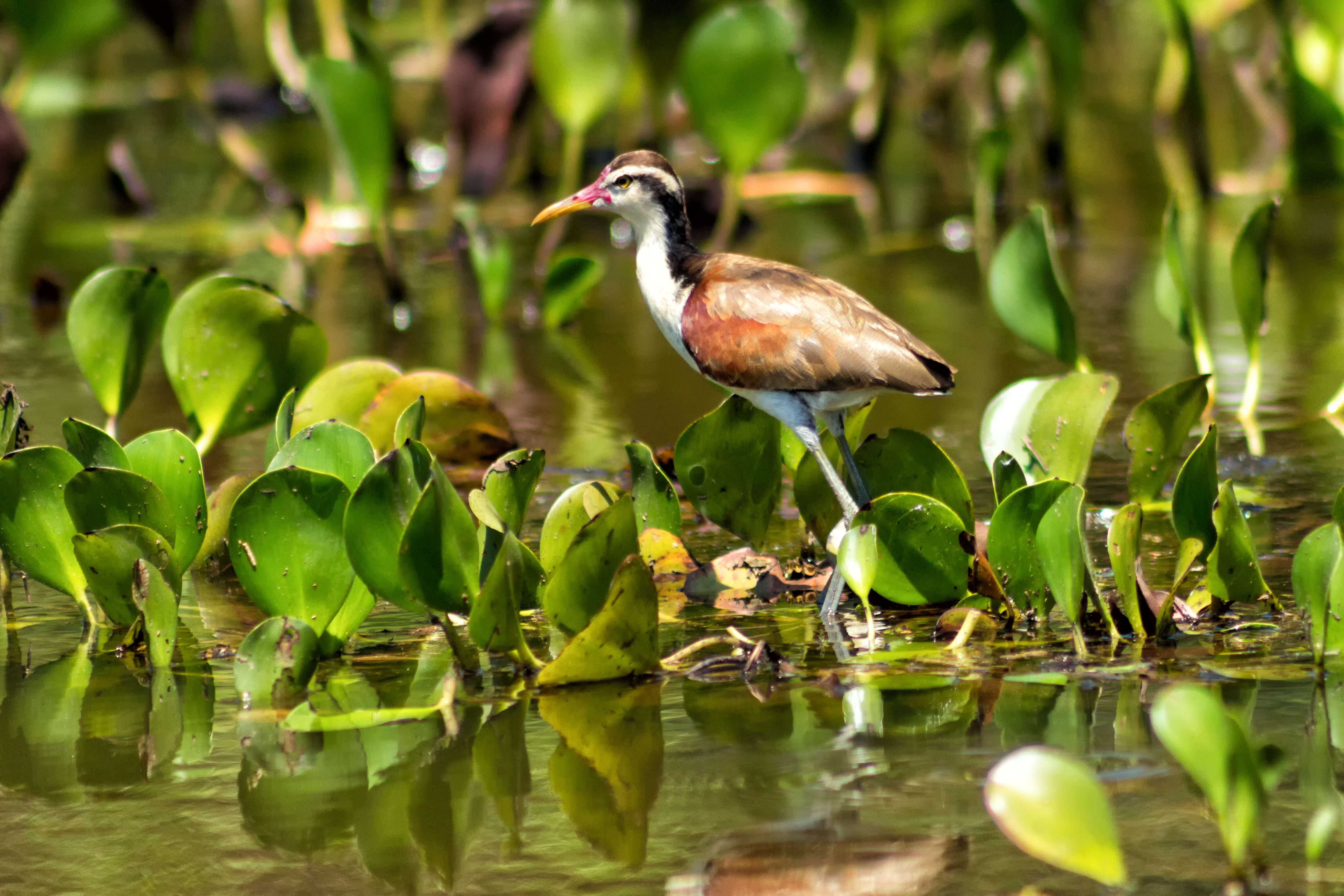 Image of Wattled Jacana