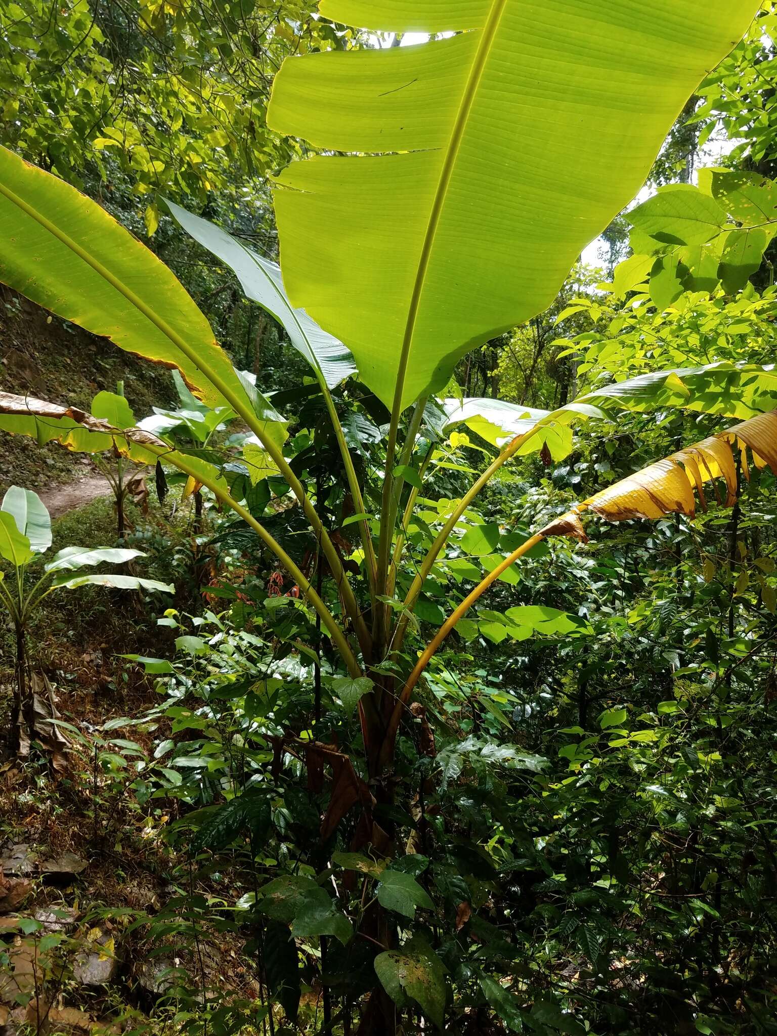 Image of Musa banksii F. Muell.