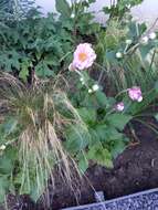 Image of Japanese Thimbleweed