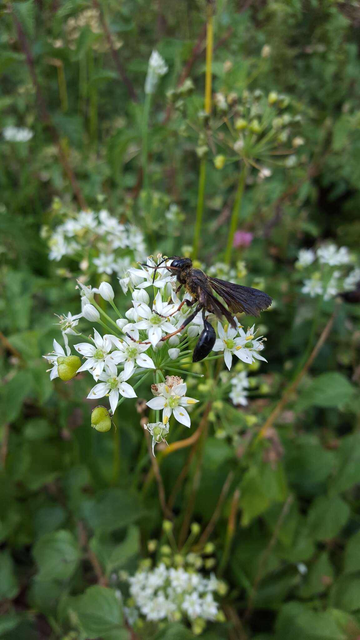 Isodontia auripes (Fernald 1906)的圖片