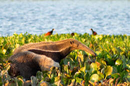 Image of Giant anteaters