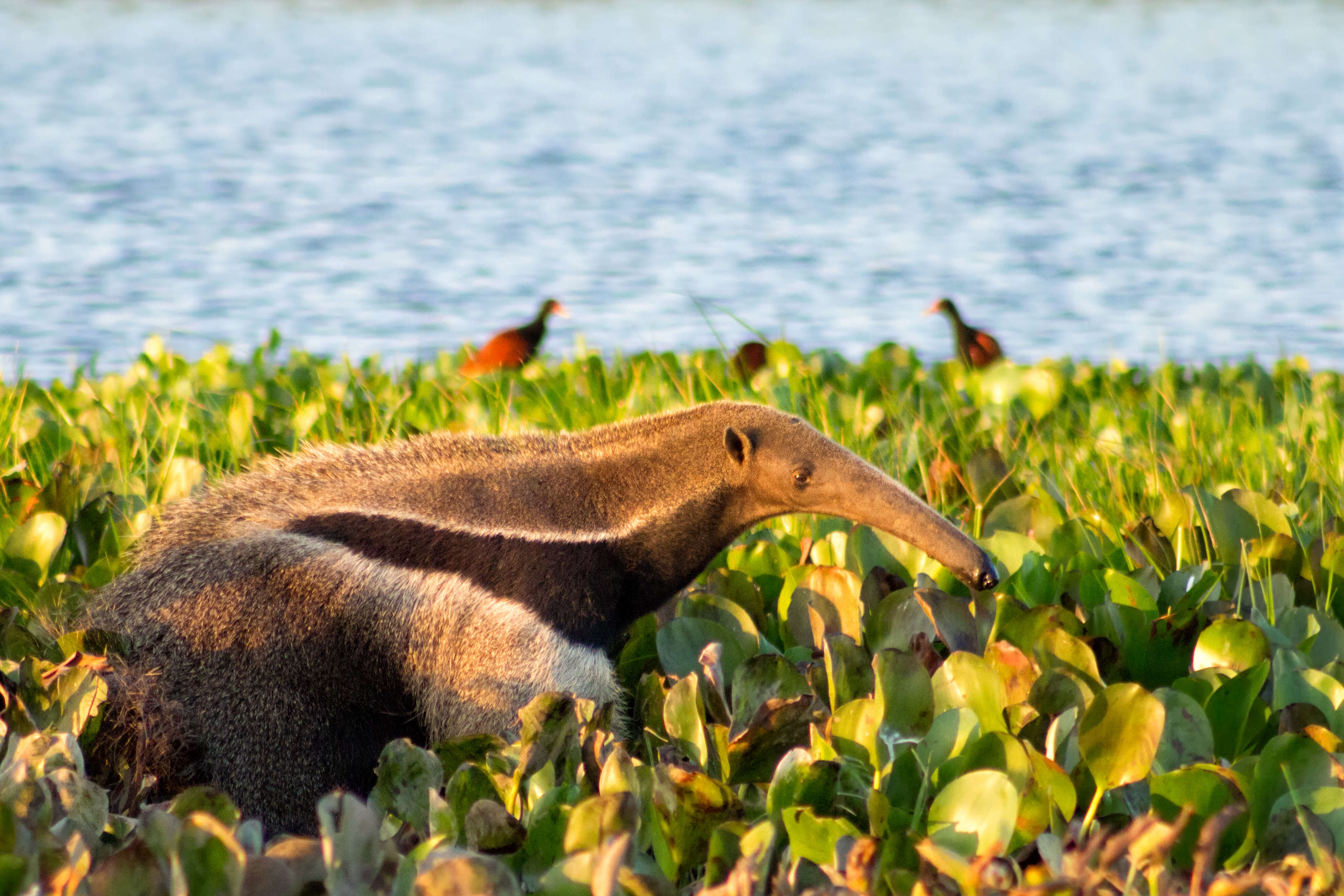 Image of Giant anteaters