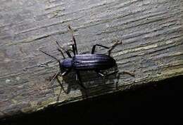 Image of Darkling beetle