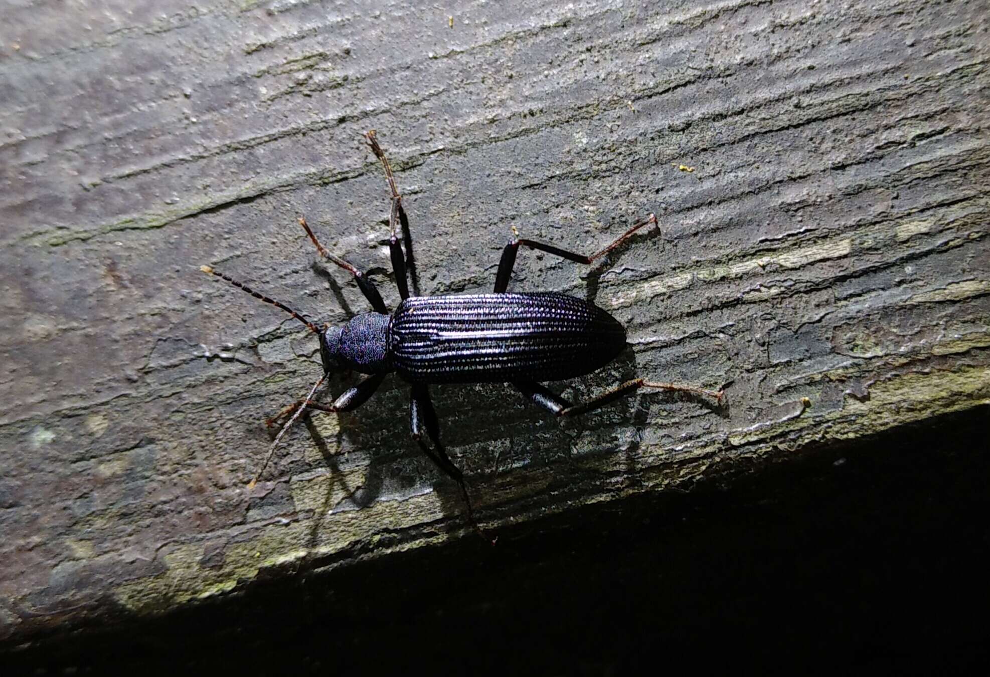 Image of Darkling beetle