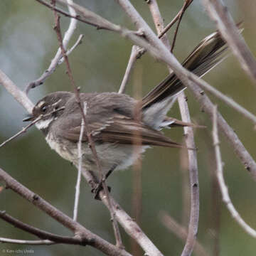 Image of Grey Fantail