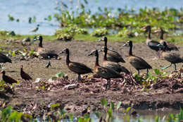 Image of White-faced Whistling Duck