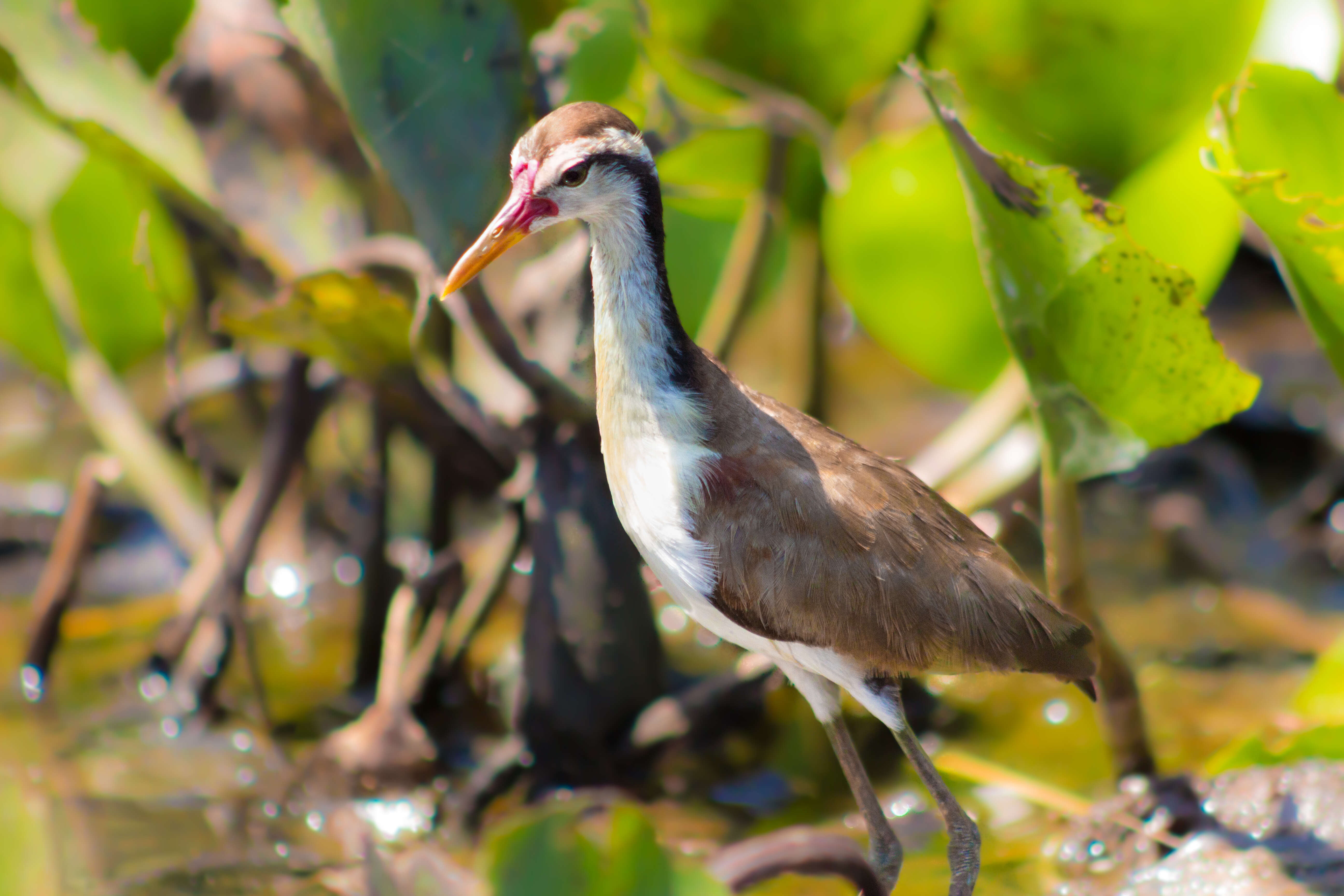 Image of Wattled Jacana