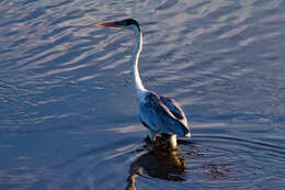 Image of Cocoi Heron