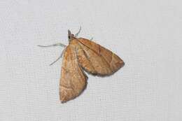 Image of Chevron Moth