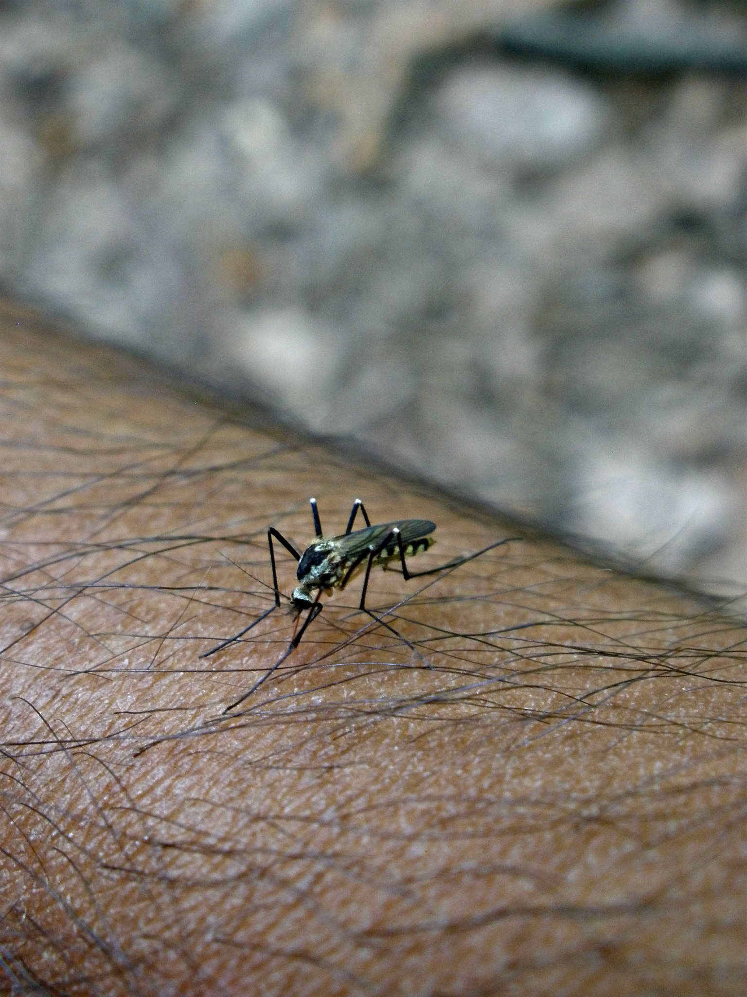 Image of Aedes triseriatus (Say 1823)