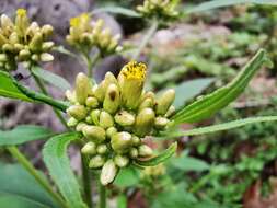 Schistocarpha eupatorioides (Fenzl) O. Kuntze resmi