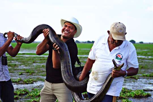 Image of Green anaconda