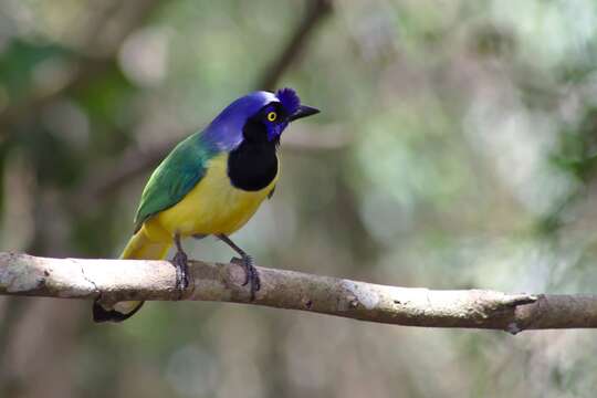 Image of Green Jay