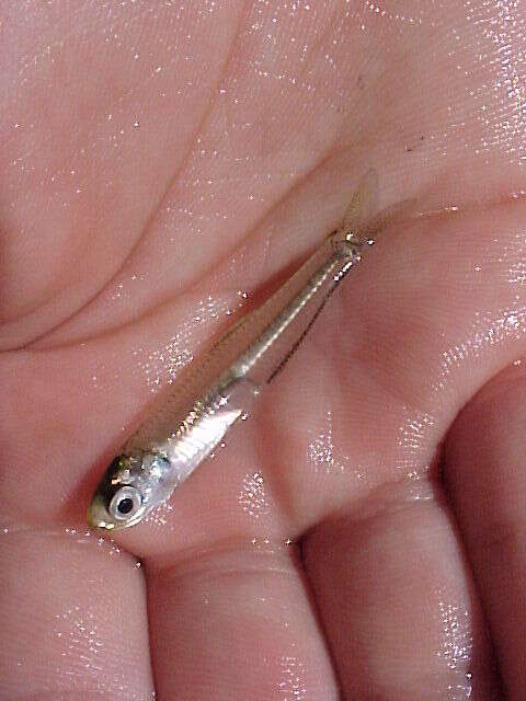 Image of Anchovy