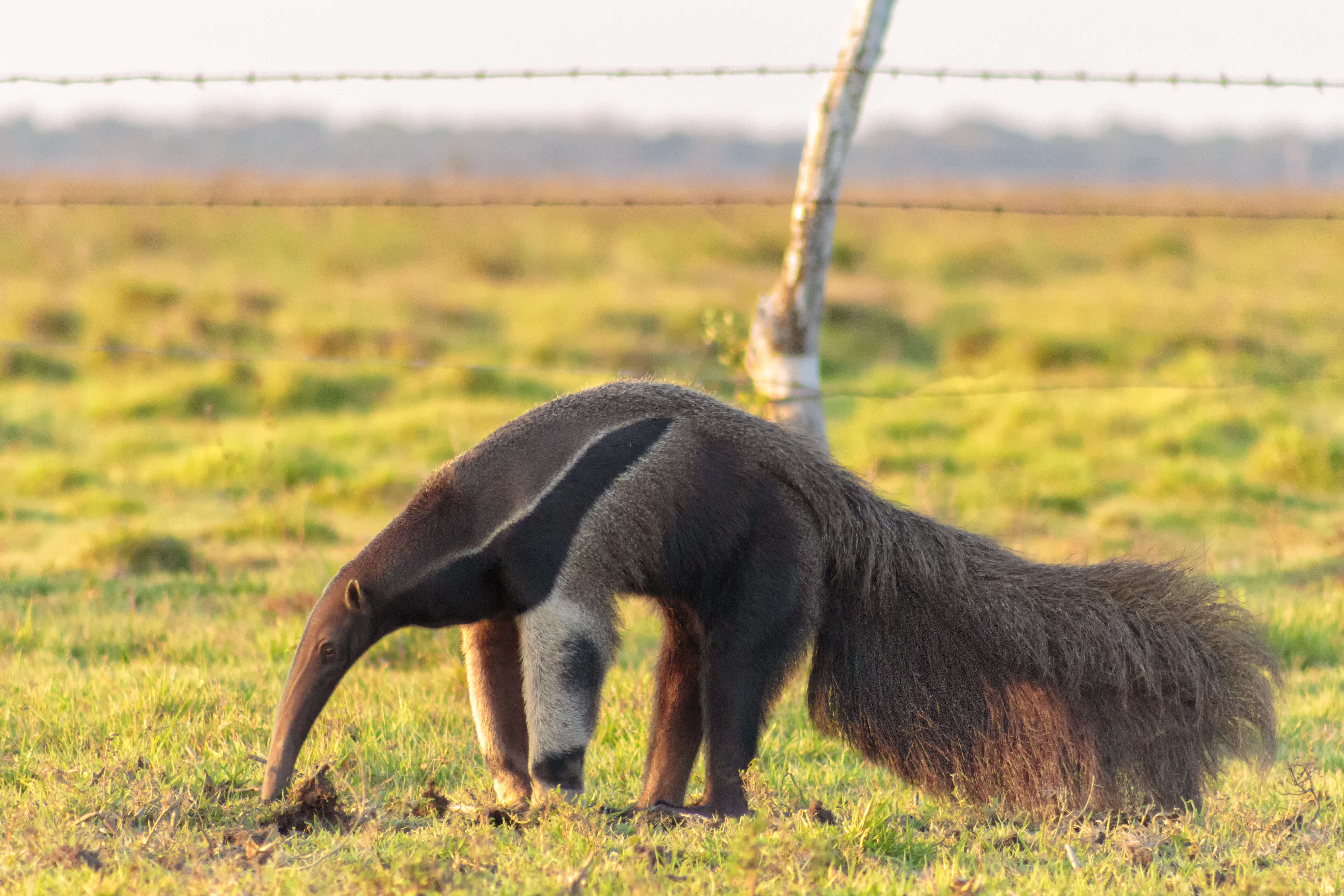 Image of Giant anteaters