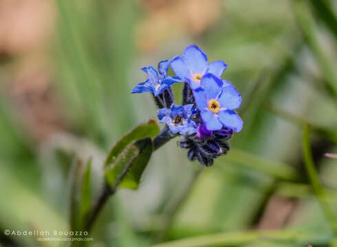 Image of Myosotis atlantica Vestergr.