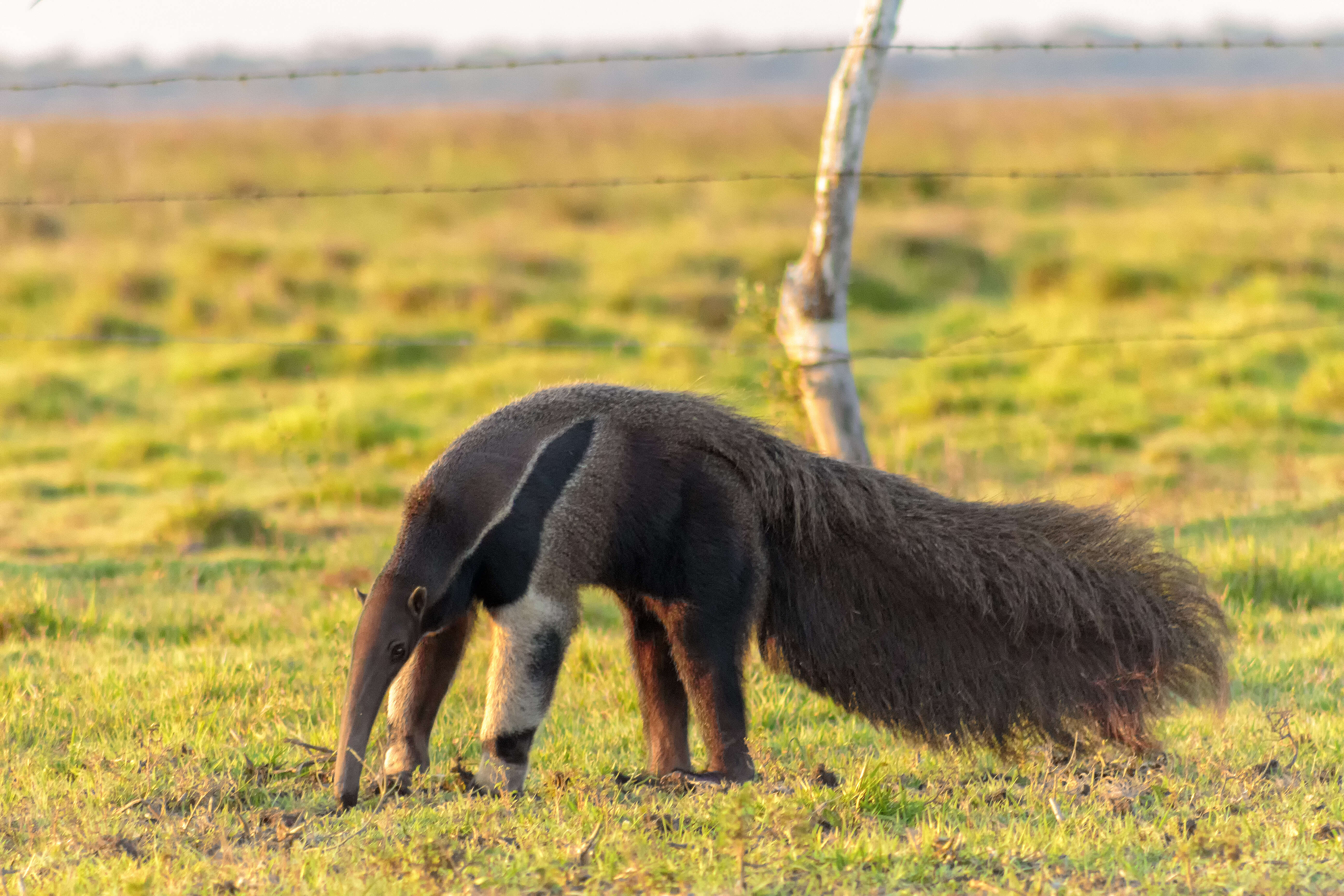 Image of Giant anteaters