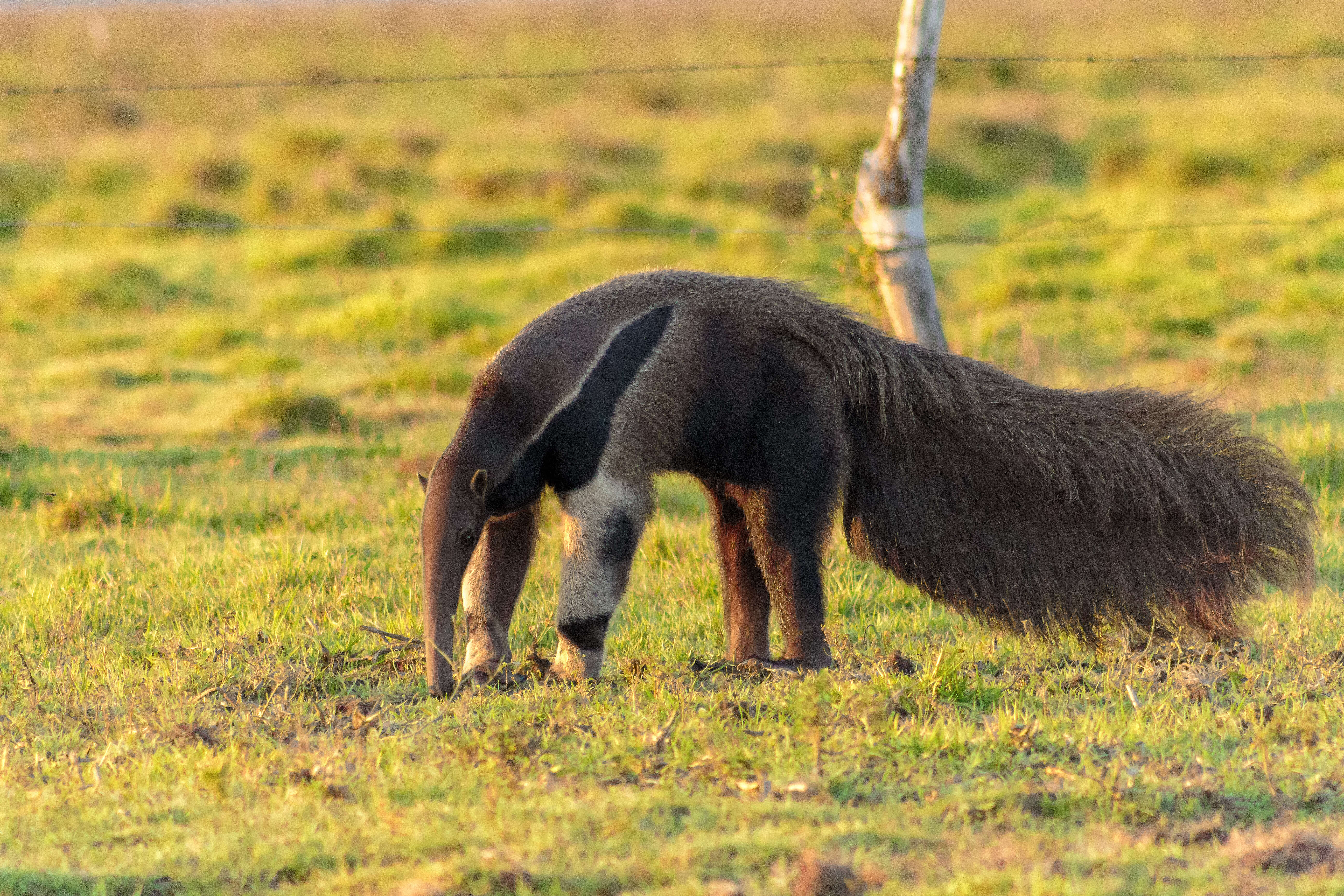 Image of Giant anteaters