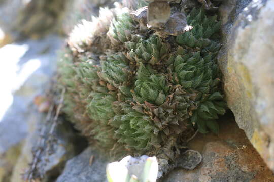 Слика од Haworthia cooperi var. isabellae (Poelln.) M. B. Bayer